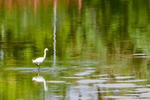 un blanco pájaro es caminando en el agua foto