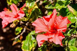 two red flowers are growing on a bush photo