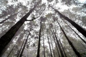 a forest with tall trees and fog photo