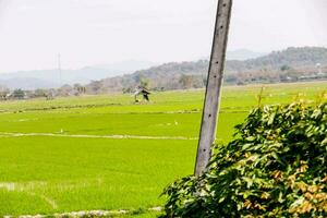 a pole in front of a green field photo