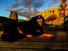 a dog sitting on a wooden deck at sunset photo