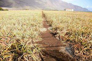 a path through a field of pineapple plants photo