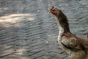 Indonesian local hen, with a long neck and dominantly brown, white and black fur photo