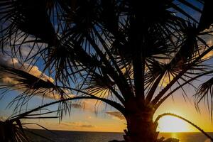 a palm tree is silhouetted against the sunset photo