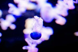 jellyfish in the aquarium photo