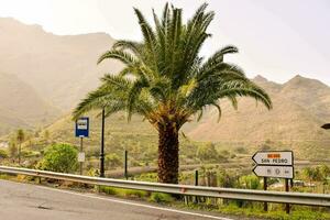 a palm tree and road sign in the mountains photo