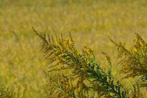 a field of yellow grass with some tall plants photo
