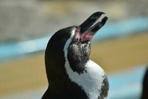 cerca arriba de pingüino foto