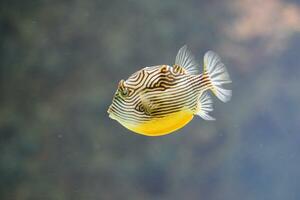 a striped pufferfish with a yellow and black body photo