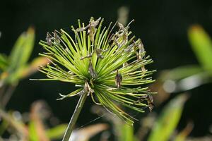 a single flower with long stems photo