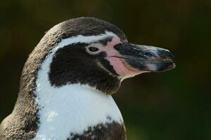 close up of penguin photo