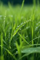 un natural verde césped con agua gotas antecedentes. foto