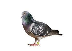 full body of speed racing pigeon bird isolate white background photo