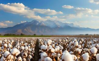 A beautiful cotton field with fluffy white balls. photo