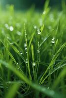 A natural green grass with water drops background. photo