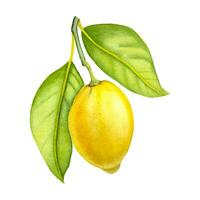 Hand drawn watercolor isolated lemon. Watercolor lemon branch on the white background. vector