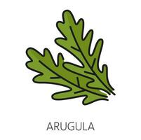 Fresh rucola or arugula leaf green outline icon vector