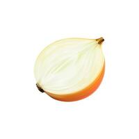 Realistic raw onion vegetable half, 3d vector