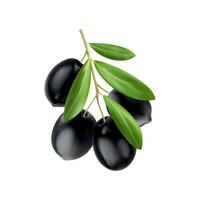 Realistic isolated black olives branch and leaves vector