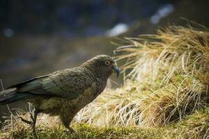 kea pájaro ,suelo loros en sur isla nuevo Zelanda foto