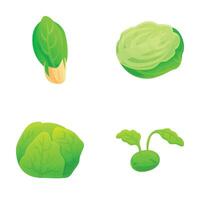 Different cabbage icons set cartoon vector. Fresh chinese and white cabbage vector