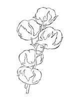 Cotton flowers on branch, hand drawn sketch, black outline drawing, isolated, on white background. vector