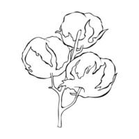 Cotton flower on branch. Black and white vector illustration isolated on white background. Hand drawn ink cotton logos, icons. Botanical illustrations