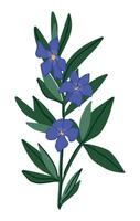 Periwinkle plant clipart. Vinca minor flower in cartoon style. Botanical vector illustration isolated on white.