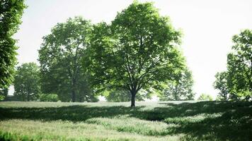 une serein paysage avec une grappe de des arbres permanent grand dans une luxuriant vert champ video