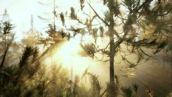 Sunbeams streaming through the pine trees video