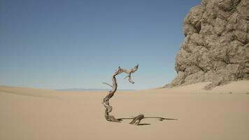 uma morto árvore dentro a meio do uma deserto video