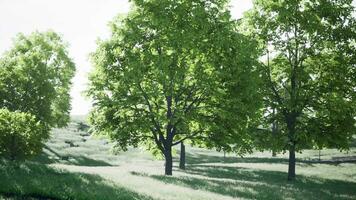 une serein paysage avec une grappe de des arbres permanent grand dans une luxuriant vert champ video