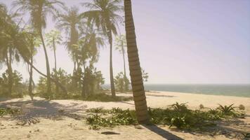 A sandy beach with palm trees and the ocean in the background video