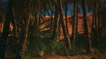 uma deslumbrante panorama com Palma árvores e uma vibrante vermelho areia duna video