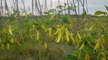 Chili plants in the garden are vegetables used as a spicy cooking spice photo