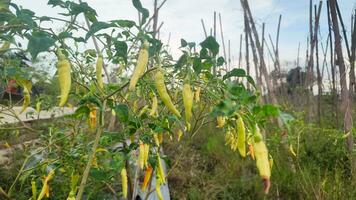 Chili plants in the garden are vegetables used as a spicy cooking spice photo