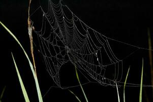 cobweb on black background photo