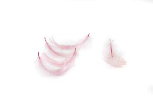 pink Feather on white photo