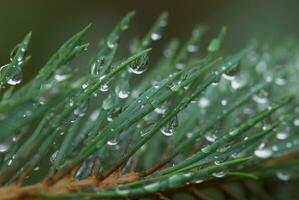 rain drops on grenn photo