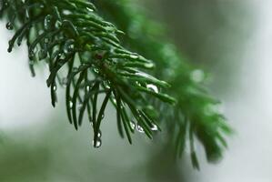 drops on tree photo