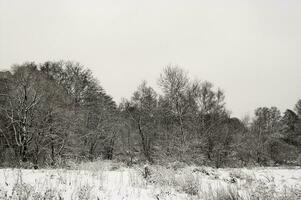 winter snow landscape photo