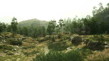 uma sereno panorama com árvores e pedras dentro uma gramíneo área video