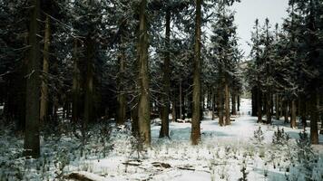 mooi besneeuwd wit Woud in winter ijzig dag video