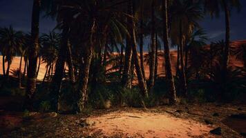 ein Gruppe von Palme Bäume silhouettiert gegen ein sternenklar Nacht Himmel im das Wüste video