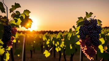 Ripe grapes in vineyard at sunset. AI Generated photo