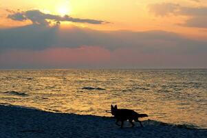 puesta de sol pizca perro foto