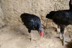 Two young chickens or local chickens with black feathers are roaming around in the yard photo
