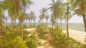 ein Strand mit Palme Bäume und das Ozean im das Hintergrund video