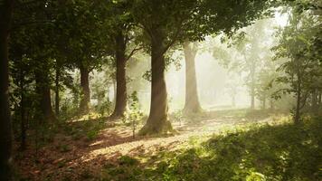 vista panorámica del majestuoso bosque siempreverde en una niebla matutina video