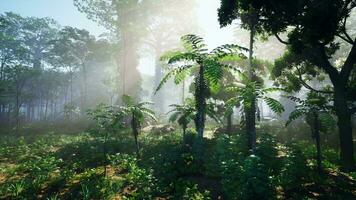 il bellissimo scena di tropicale pioggia foresta video